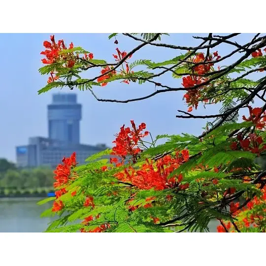 Како Royal Poinciana создава прекрасни тропски пејзажи? Како Royal Poinciana создава прекрасни тропски пејзажи?