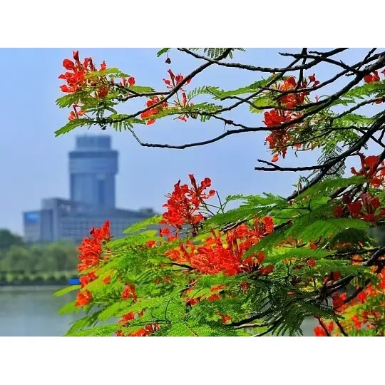 Зошто Royal Poinciana Liners одгледувани во контејнери го максимизираат успехот на пејзажот? Зошто Royal Poinciana Liners одгледувани во контејнери го максимизираат успехот на пејзажот?