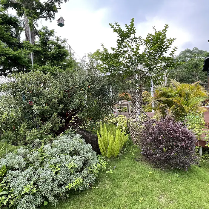 Како Crape Myrtle создава зачудувачки и ниско-одржлив пејзаж? Како Crape Myrtle создава зачудувачки и ниско-одржлив пејзаж?