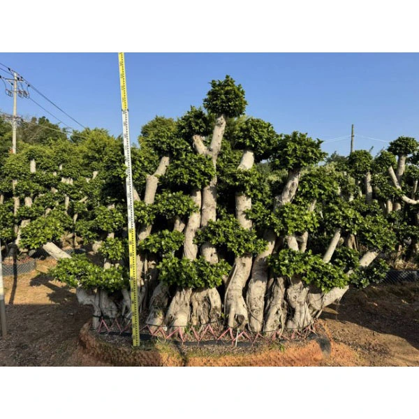 Ficus Microcarpa бонсаи дрво
