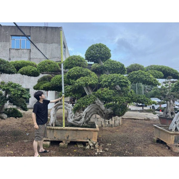 Ficus Microcarpa бонсаи дрво