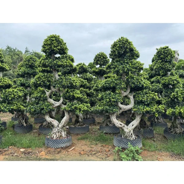 Дрвја на улица Ficus Microcarpa