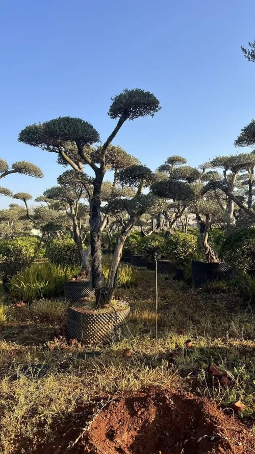 Potted Olive Tree