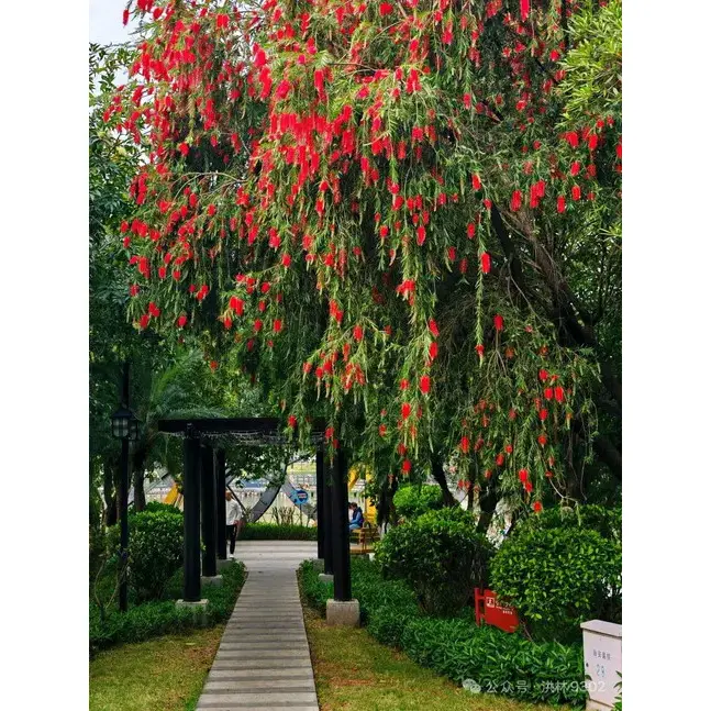 Плач Bottlebrush облоги